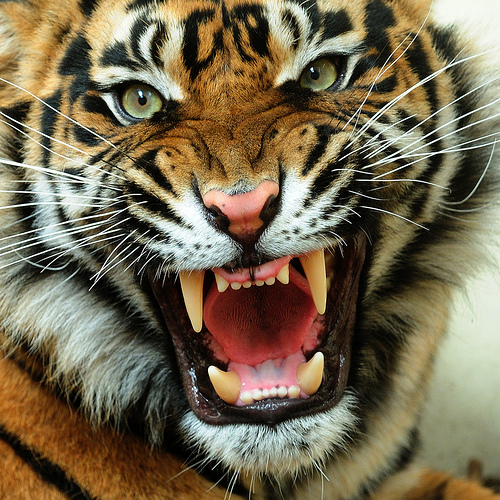 tiger-roars